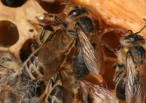 Schwarze Bienen